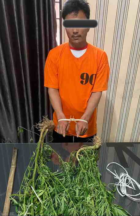 Petani Tanam Ganja di Ladang, Satres narkoba Polres Tanah Karo, Amankan Barang Bukti 2 Batang Pohon Ganja