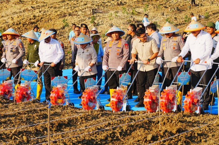 Tanam Jagung Serentak, Jenderal Sigit: Polri Siap Kawal Kedaulatan Pangan!